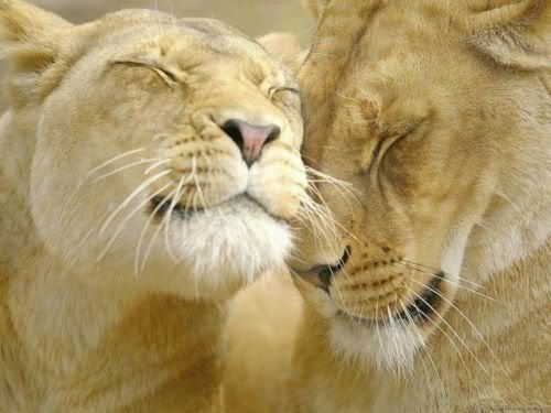 bigcats32zc0.jpg