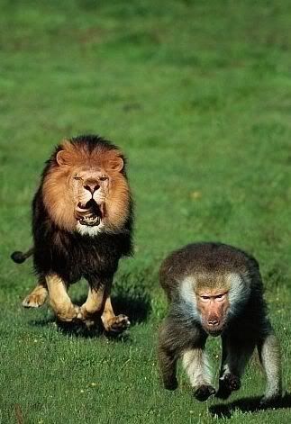 bigcats33ov5.jpg