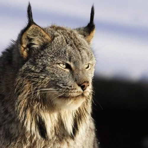 bigcats35wj0.jpg