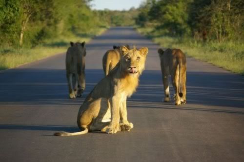 bigcats36pq2.jpg
