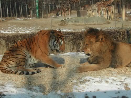 bigcats37jz4.jpg