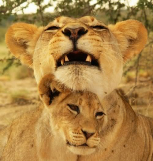 bigcats40ib4.jpg