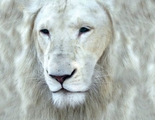 bigcats42dh2.jpg
