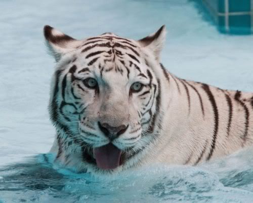 bigcats43xy1.jpg