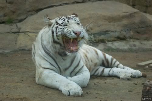 bigcats44ct3.jpg