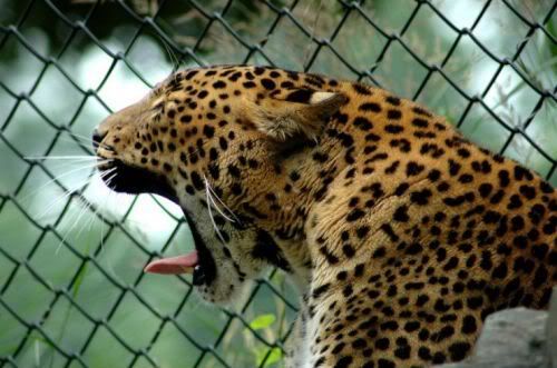 bigcats46iq8.jpg