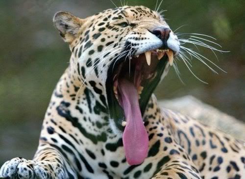 bigcats48ix7.jpg