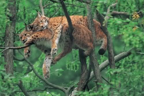 bigcats52wa1.jpg