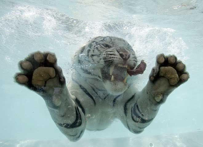 tigr_001.jpg