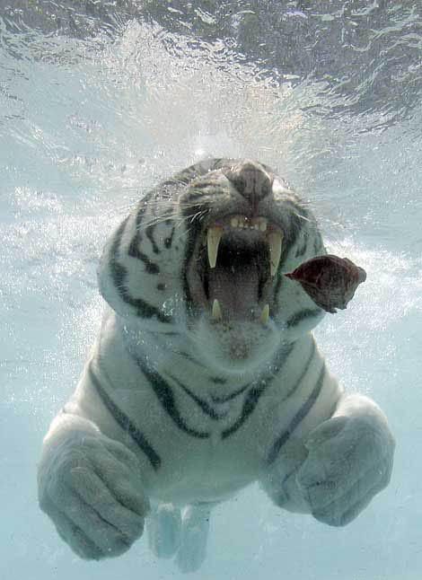 tigr_002.jpg
