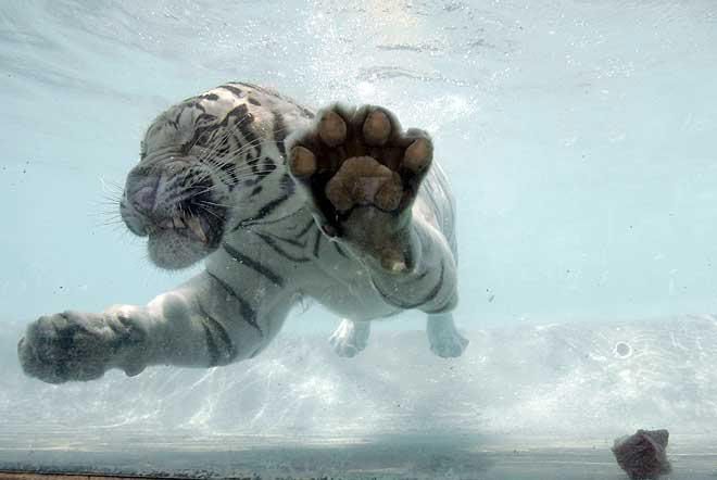 tigr_003.jpg