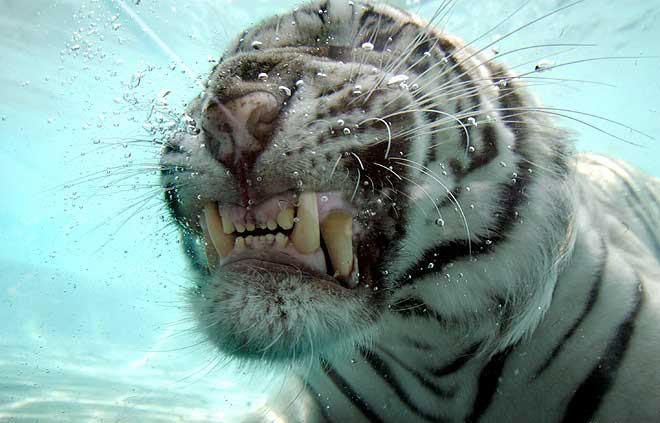 tigr_004.jpg