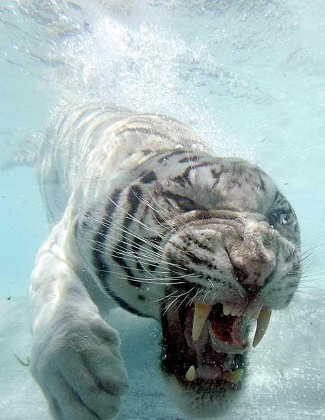 tigr_005.jpg