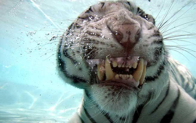 tigr_006.jpg