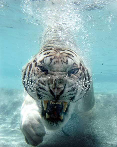 tigr_008.jpg