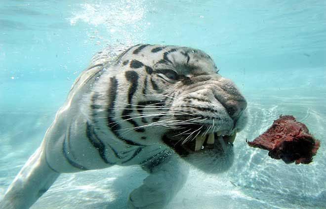 tigr_009.jpg