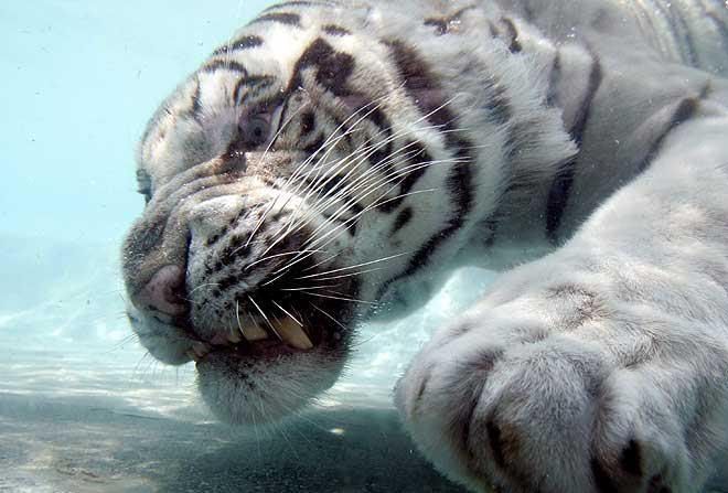 tigr_011.jpg
