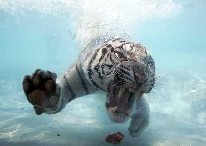 tigr_012.jpg