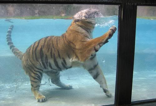 tigr_013.jpg