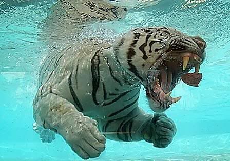 tigr_014.jpg