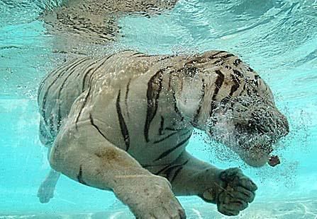 tigr_015.jpg