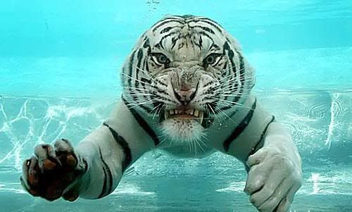 tigr_016.jpg