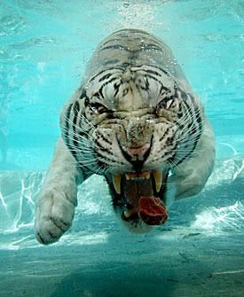 tigr_017.jpg
