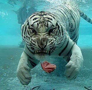tigr_018.jpg