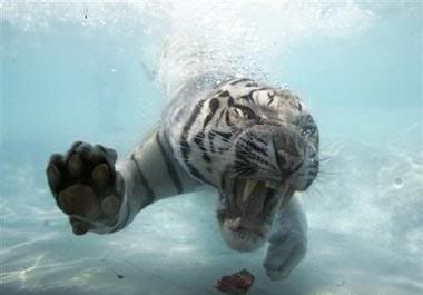tigr_021.jpg