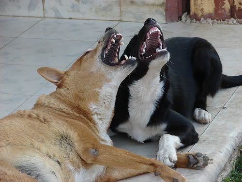 479481981_0e75f4d20c.jpg singing dogs image by isisdoggy