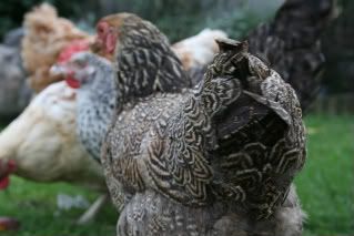 Chickens28thSeptember08071.jpg
