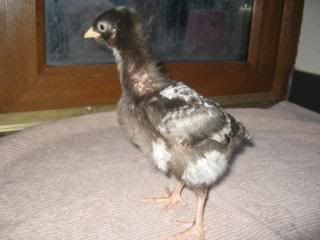 Chicks-sixweeks001.jpg