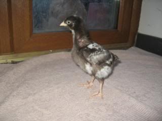 Chicks-sixweeks002.jpg