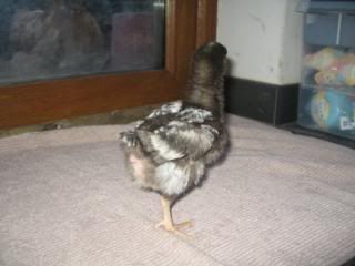 Chicks-sixweeks003.jpg