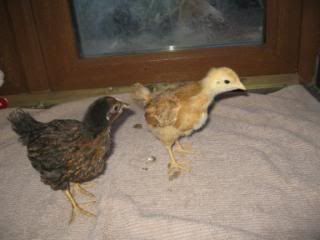 Chicks-sixweeks007.jpg