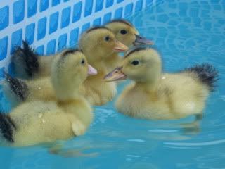 Duckiesfirstswim006.jpg