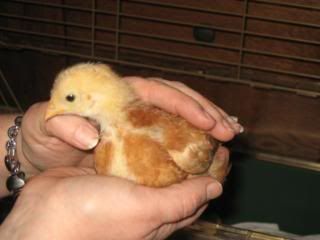 chicks1stJanuary2009005.jpg