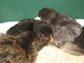 chicks1stJanuary2009012.jpg