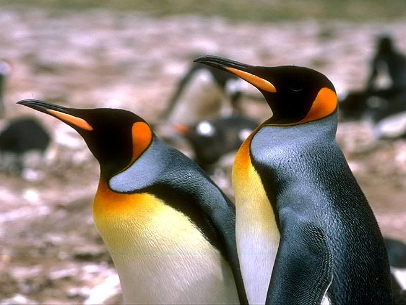 -Penguin-.jpg