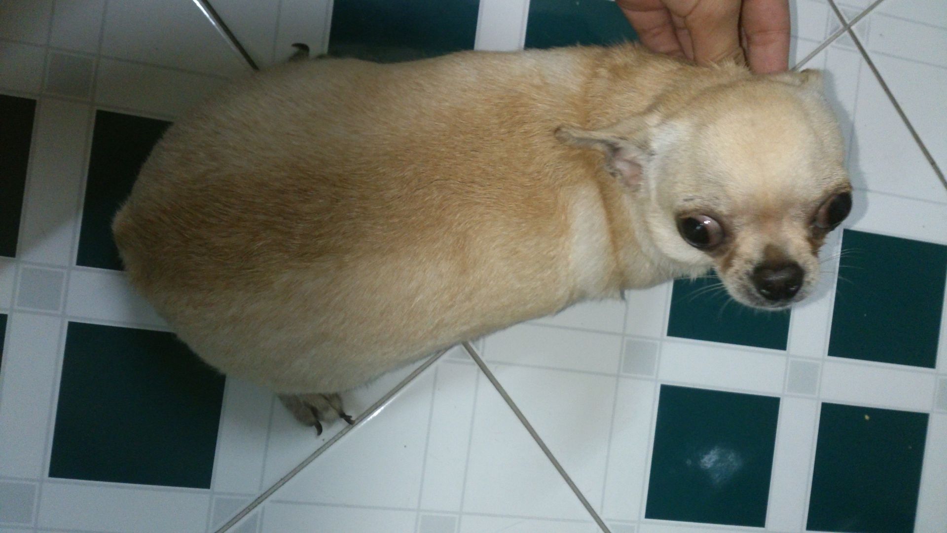 Chihuahua và poodle cái tơ thuần chủng cần về với chủ mới - 4