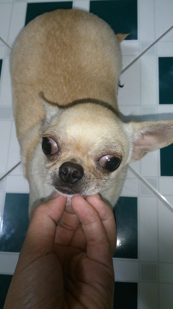 Chihuahua và poodle cái tơ thuần chủng cần về với chủ mới - 5