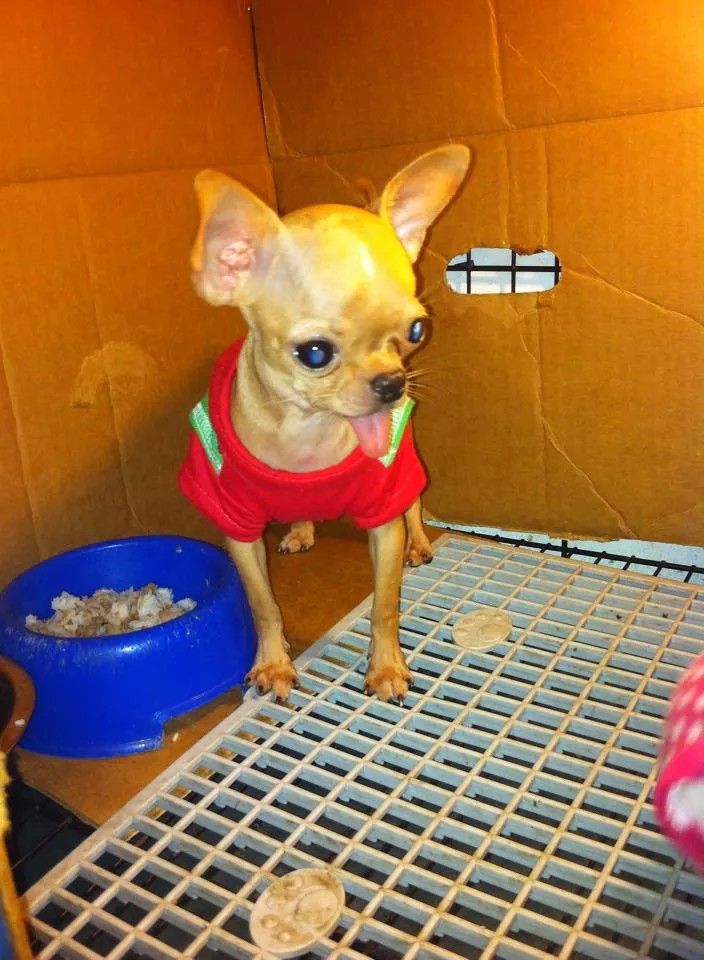 Hot! Hot!!HCM_Gò Vấp_Bán em chihuahua đực giống mini bỏ túi dáng cực chuẩn nha.. - 1