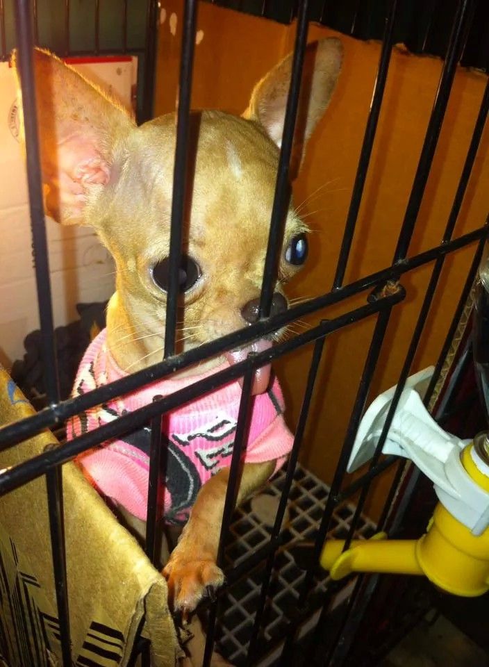 Hot! Hot!!HCM_Gò Vấp_Bán em chihuahua đực giống mini bỏ túi dáng cực chuẩn nha..