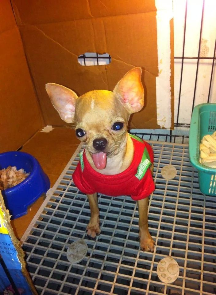 Hot! Hot!!HCM_Gò Vấp_Bán em chihuahua đực giống mini bỏ túi dáng cực chuẩn nha.. - 3