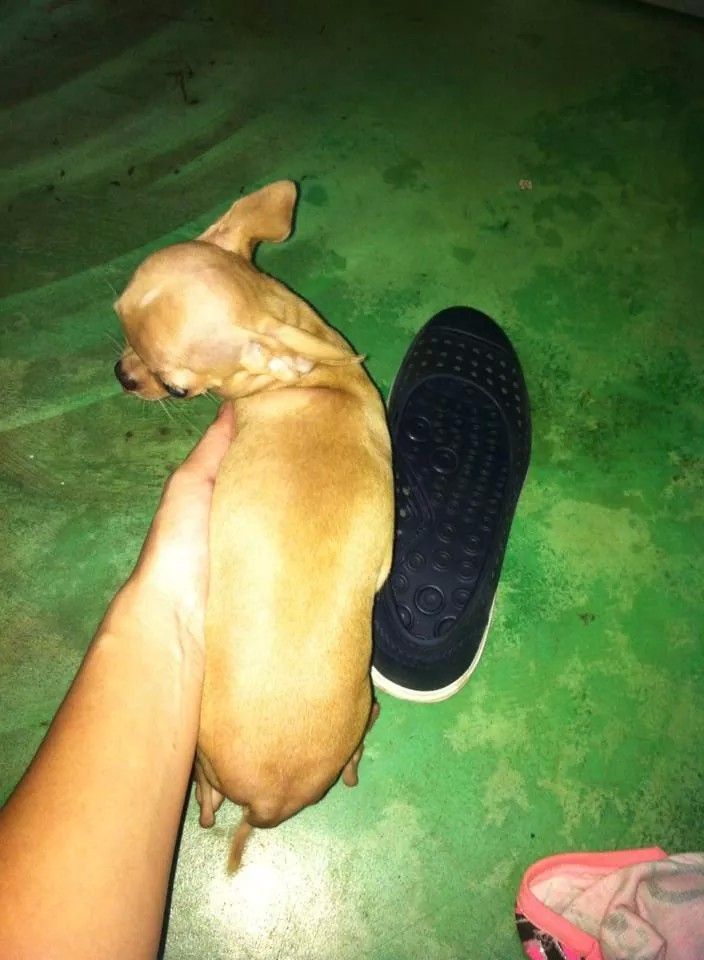 Hot! Hot!!HCM_Gò Vấp_Bán em chihuahua đực giống mini bỏ túi dáng cực chuẩn nha.. - 2