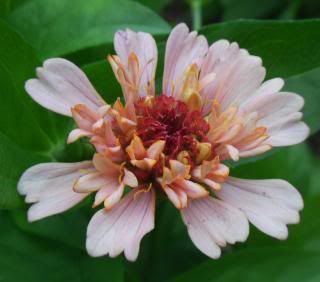  photo ScabiousJune22.jpg