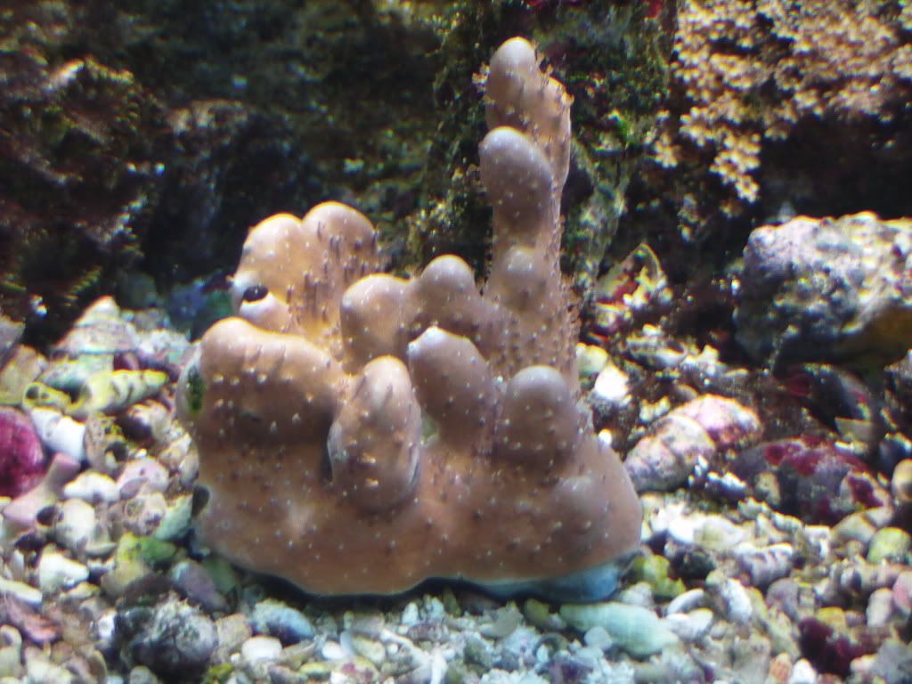 Unknown SPS