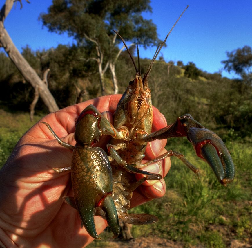 Yabbie from the Murray river