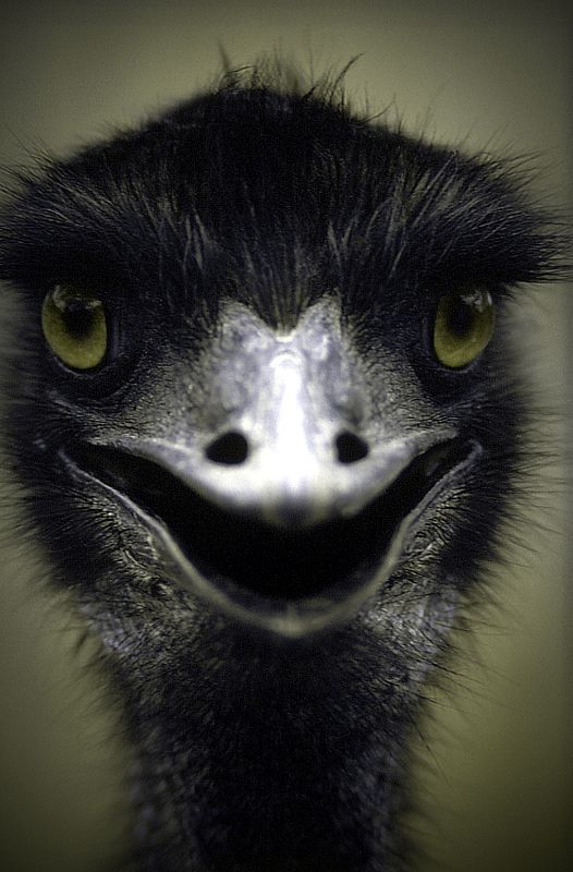 Emu Funny