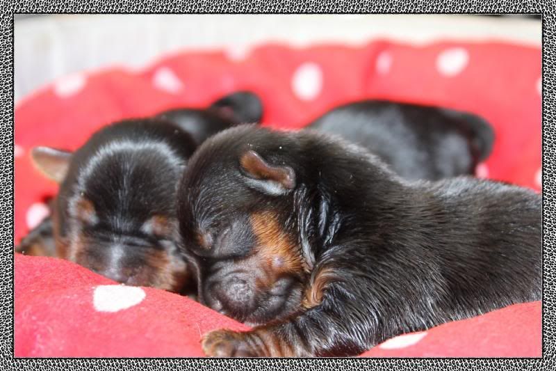 Bần yorkshire (t-cup) cần tìm chủ mới - 4